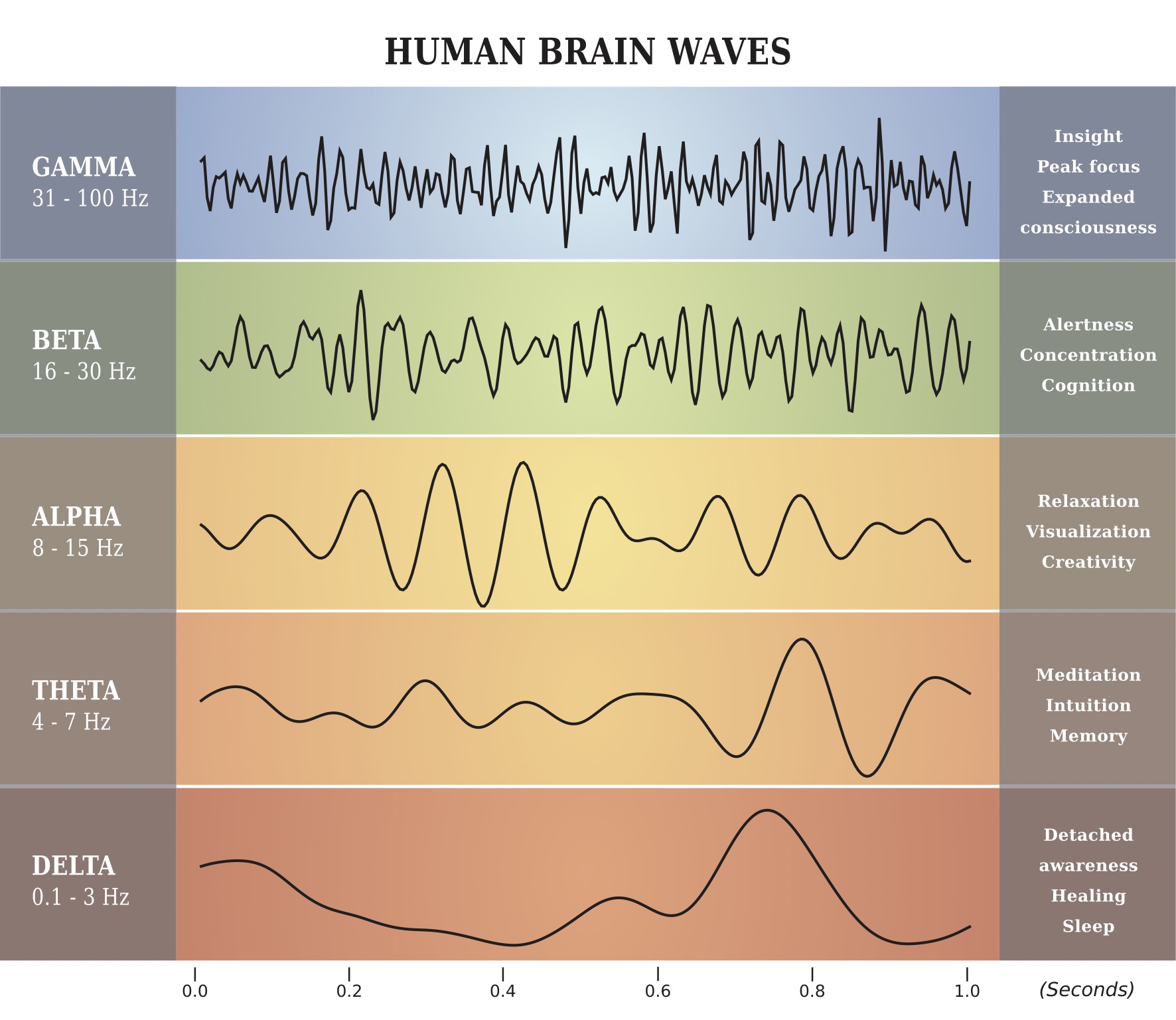 What Do Eeg Alpha Waves Suggest